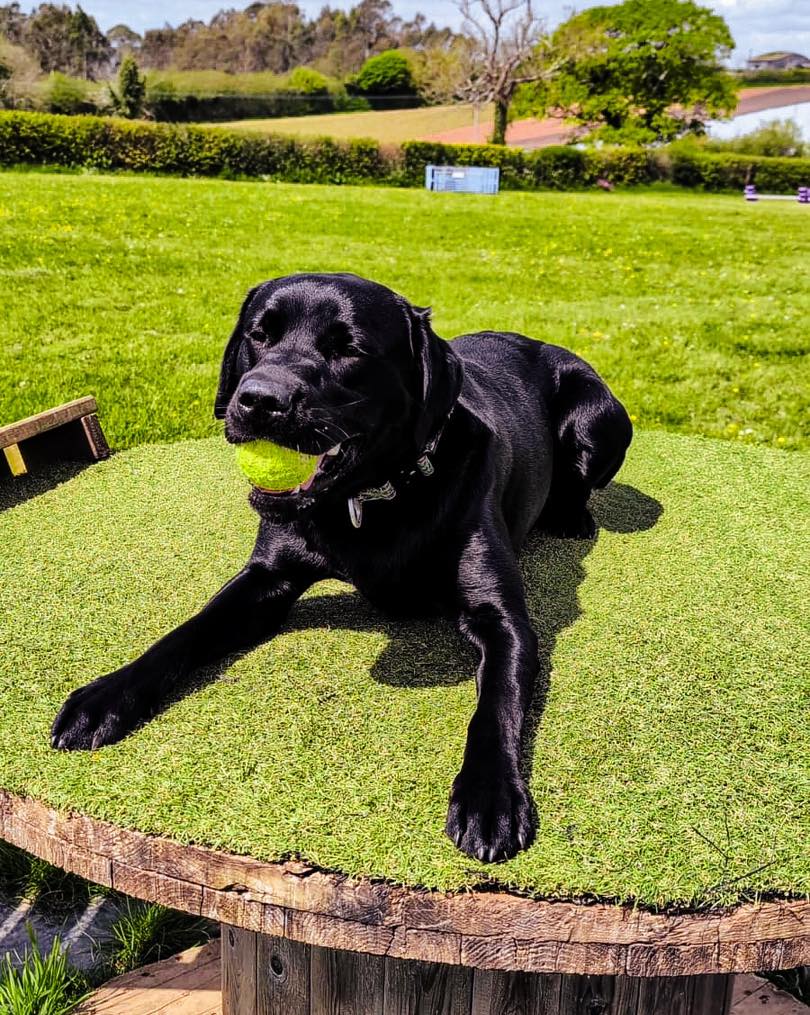 Shadow enjoying his first walk at Wanderlust! ☀️
Remember, all first-time walkers must book an induction first. This is a one-hour session where Gaynor will come and meet you, show you around, and make sure you know where to find everything you need for a great time! 🐶
Book online via our website! 🐾
#BlackLabsOfInsta
#StressFreePets
#DogParkDevon
#SecureWalking
#DogField