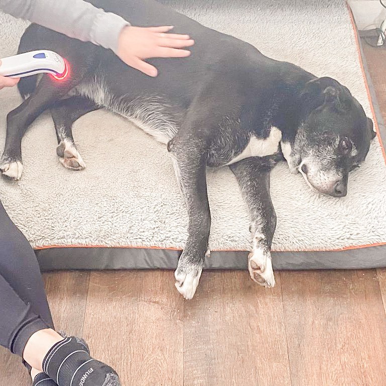 โ๐๐ ๐๐๐๐๐ฅ ๐๐๐๐ฃ๐๐ก๐ช ๐ฉ๐ปโโ๏ธ.
Hereโs Joey receiving a bit of osteopathy combined with some red light therapy for his arthritic hind legs. Combined with regular hydrotherapy, heโs come on leaps and bounds with his mobility recently ๐ฅฐ.
I love using red light on my furry patients. Not only is it completely painless, its benefits include:
โญ๏ธ Increased circulation.
โญ๏ธ Anti-inflammatory effects.
โญ๏ธ Regeneration of skin, nerve, muscle and bone cells.
โญ๏ธ Reduction of excessive scar tissue.
โญ๏ธ Reduces pain.
And as you can see, Joey pretty much fell asleep during his treatment. Happy dog, happy osteopath ๐๐ฉ๐ปโโ๏ธโค๏ธ.
๐ 01634 386188 (Avenue Tennis reception)
๐ฅ info@chosteopathy.co.uk
๐ www.chosteopathy.co.uk
#osteo #osteopathy #osteopath #sportsmassage #canineosteopathy #arthritis #lovemyjob
