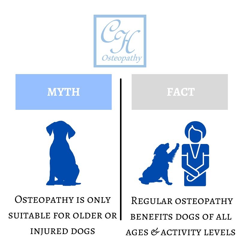 Canine Osteopathy ๐ถ.
I often get asked whether canine osteopathy is only suitable for older or injured dogs. But in actual fact, all dogs, regardless of age and health can benefit from treatment. Hereโs just a few reasons why:
๐ Preventative Care
Just like with humans, preventative care is essential for maintaining overall health. Regular osteopathy can help prevent muscle tension, improve flexibility and enhance joint mobility in dogs.
๐ Performance Enhancement
Working dogs or those involved in agility training can benefit from treatment to improve performance, prevent injuries and support their physical condition.
๐ Stress Reduction
Some dogs may experience stress or anxiety. Osteopathy can help alleviate tension, reduce stress levels and contribute to overall well-being.
๐ฉธ Improved Circulation
Osteopathy can promote blood circulation which is beneficial for delivering nutrients and oxygen to tissues, maintaining cellular health.
๐พ Integrating osteopathy into your dogโs routine can contribute to overall wellness and enhance their quality of life at all ages and activity levels. If your significant furry needs some extra TLC, drop me a message ๐ฒ๐ฉ๐ปโโ๏ธ๐ถโค๏ธ.
๐ 01634 386188 (Avenue Tennis reception)
๐ฅ info@chosteopathy.co.uk
๐ www.chosteopathy.co.uk
#osteo #osteopathy #osteopath #painmanagement #canineosteopathy #doghealth #caninecare #dogwellness #holistichealth #happypetshappylives