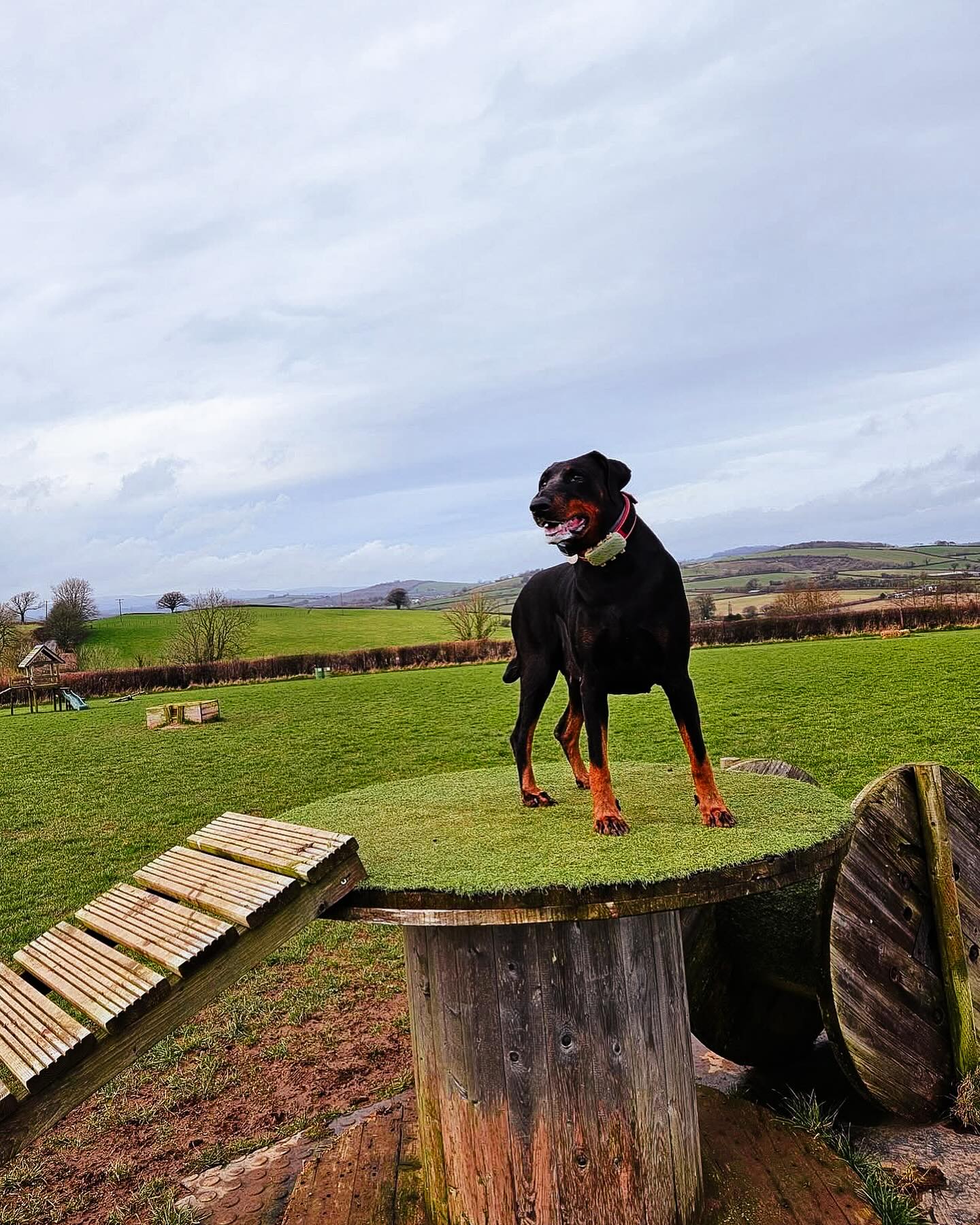 The very gorgeous Willow enjoying the Training Field 😍
Looking for a Secure Dog Field Near You?
You’ll find us near Totnes in Devon!
Head to our website for more information ℹ️
#SecureDogWalk
#DogPark
#DogParkDevon
#SecureWalking
#DogField