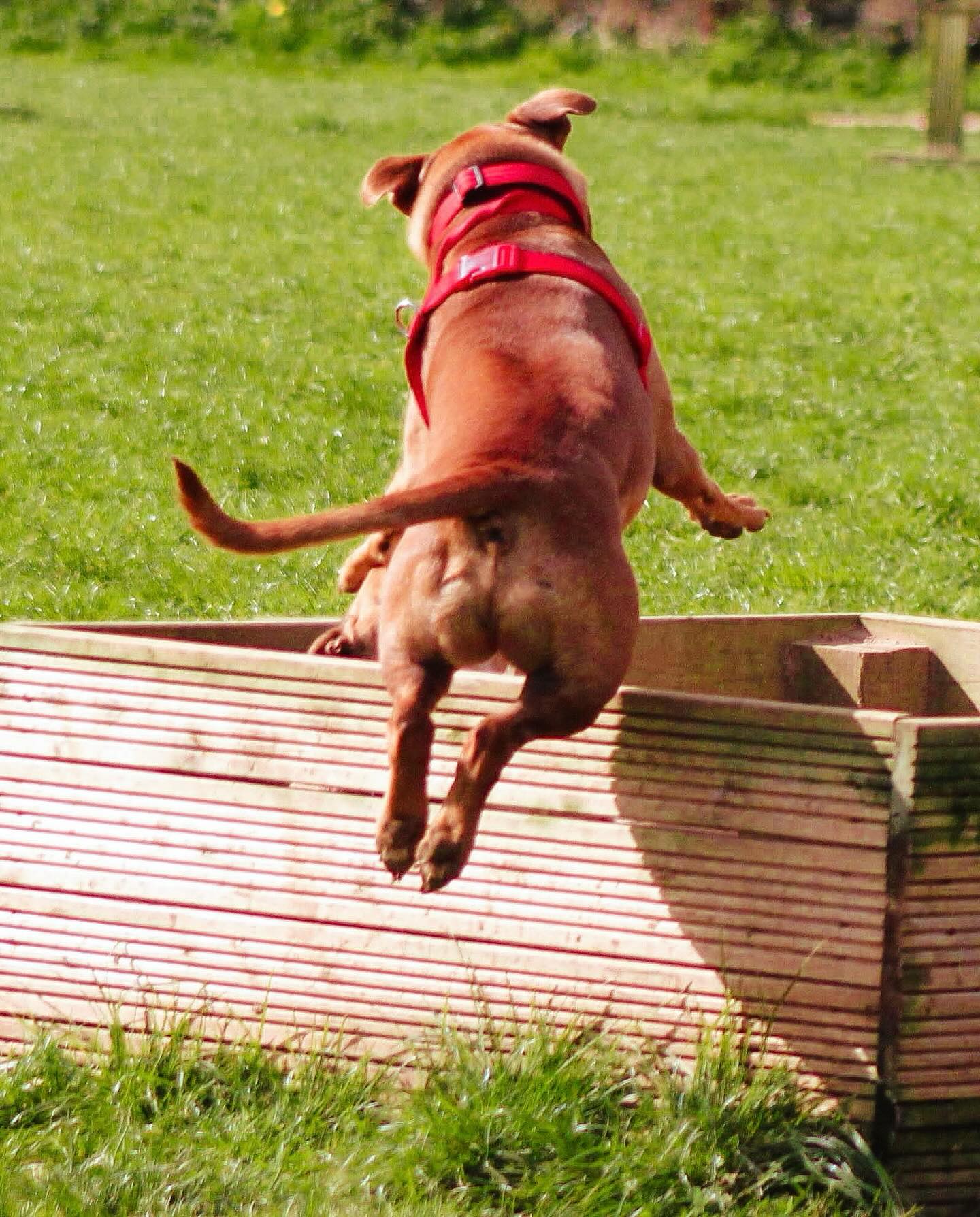 Thank you to pawrent Steve for sharing photos of these two! 🫶🏻
We love seeing them have such a great time playing together 🐾
#StressFreePets
#SecureDogField
#SecureDogWalking
#SecureDogWalkingFields
#SecureDogWalkingPark
#WanderlustWalkies