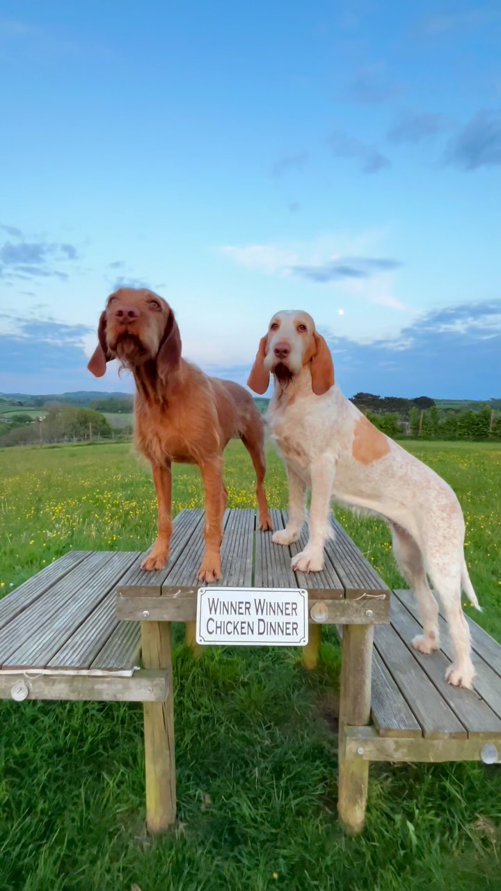 An Evening in the Main Field 🌅
Everything your pup could dream of for the perfect outing!
We’ve got:
• Paddling pools (one for the big dogs, one for the little ones)
• Sand pits for digging
• Fun obstacles to explore
• Poo bags & bins ready
• Clocks to help you keep track of time
• Free @petremedyofficial wipes & exclusive product codes
• A pet first aid kit
• Human snacks (yes, you’re included!)
• A torch & light-up collars for evening walks
• Tasty dog treats & frothy dog-friendly water
• A washing station and toys for that post-walk wind-down
Book your walk via our website now 📲
#StressFreePets
#SecureDogField
#SecureDogWalking
#SecureDogWalkingFields
#SecureDogWalkingPark
#wirehairedvizsla
#italianspinone